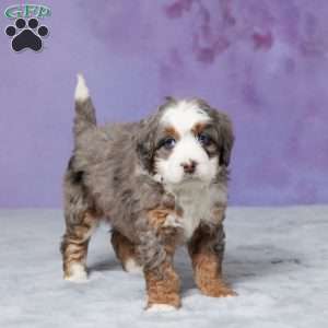 Skyler, Mini Bernedoodle Puppy